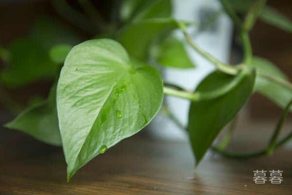 һ·�ߺ�������ľ��� Ը��һ������û�п���